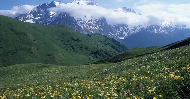 Blühende Bergwiese vor schneebedecktem Alpenmassiv als ruhige Naturkulisse einer Almbestattung
