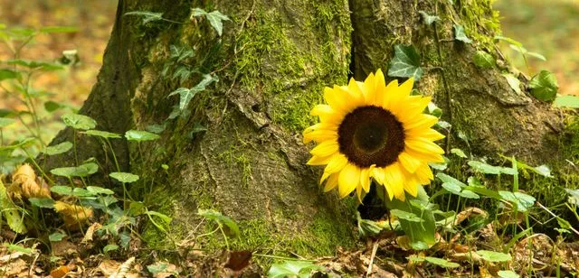 Sonnenblume am Baumstamm als natürliche Symbolik einer anonymen Bestattung