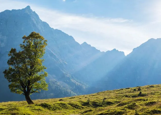 Bergwiese mit einzelner Buche vor Alpenpanorama als symbolische Darstellung einer Almbestattung